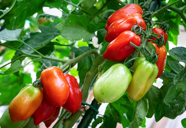 resized640_san--marzano--150--seminte--rosii--soi--semitimpuriu--determinat--florian--bulgaria--seq-4.webpSan Marzano (150 seminte), rosii soi semitimpuriu determinat, Florian Bulgaria