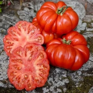 Rosii Costoluto Fiorentino - 60 seminte, tomate crete, soi foarte productiv, Florian