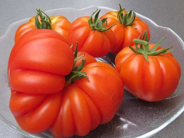 resized640_rosii--costoluto--fiorentino--60--seminte--tomate--crete--soi--foarte--productiv--florian--seq-3.webpRosii Costoluto Fiorentino - 60 seminte, tomate crete, soi foarte productiv, Florian