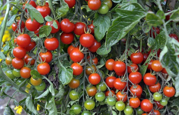 resized640_rosii--cherry--rosu--0--3--g--seminte--de--tomate--soi--semitimpuriu--tip--cherry--florian--bulgaria--seq-2.webpRosii Cherry Rosu (0,2 g), seminte de tomate soi semitimpuriu, tip Cherry, Florian Bulgaria