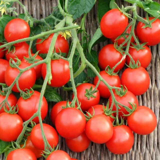 resized640_rosii-cherry-rosu-(0,3-g),-seminte-de-tomate-soi-semitimpuriu,-tip-cherry,-florian-bulgaria.webpRosii Cherry Rosu (0,2 g), seminte de tomate soi semitimpuriu, tip Cherry, Florian Bulgaria