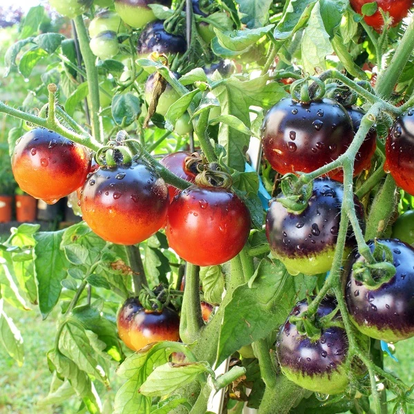 resized640_indigo--pear--drops--60--seminte--tomate--gustoase--exotice--florian--seq-2.webpIndigo Pear Drops - 60 seminte, tomate gustoase, exotice, Florian