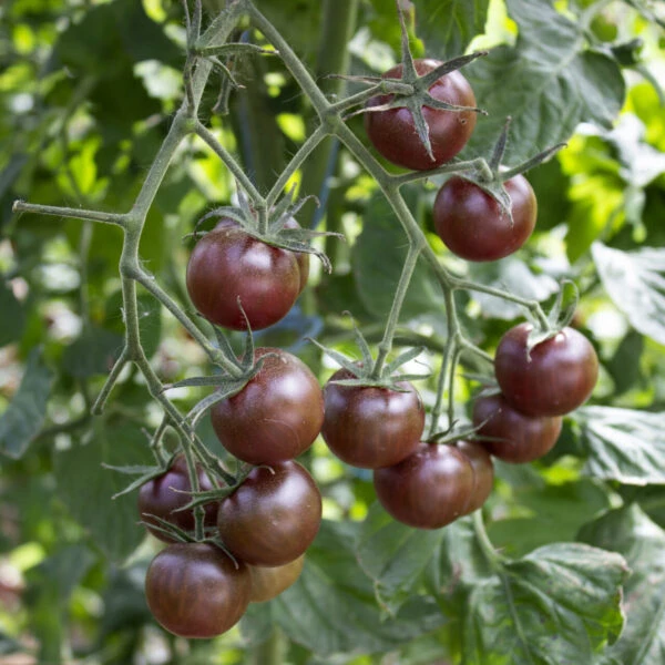 resized640_indigo--pear--drops--60--seminte--tomate--gustoase--exotice--florian--seq-3.webpIndigo Pear Drops - 60 seminte, tomate gustoase, exotice, Florian