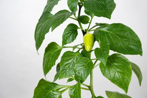 resized640_small--green--pepper--branch--white--background--copy--space--text--gardening--528985--3673--jpg--seq-2.webpArdei iute Maceasa Alba (Byala Shipka) - Seminte de Ardei iuti Soi nedeterminat semitimpuriu, 2 grame, Opal