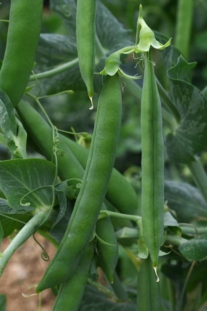 resized640_green--peas--grow--garden--beautiful--close--up--green--fresh--peas--pea--pods--healthy--food--334073--6204--jpg--seq-3.webpSeminte de mazare de gradina Avola, soi timpuriu, randament ridicat, 150 grame, Opal