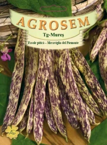 Meraviglia del Piemonte 500g - Seminte fasole pitica lata, tarcata cu striatiuni mov, Agrosem