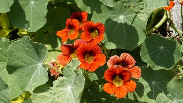 resized640_tropaeolum--majus--also--known--as--garden--nasturtium--indian--cress--etc--722237--1471--jpg--seq-3.webpCondurul Doamnei (Tropaeolum Majus, 2 g), seminte de planta ornamentala, Opal