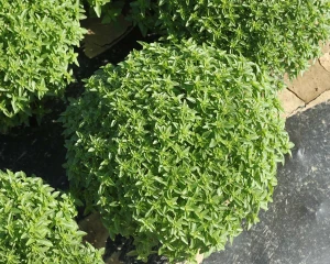 Busuioc mic Greco a Palla (0,4 g), seminte de planta aromatica, frunze verzi si foarte parfumate, Agrosem