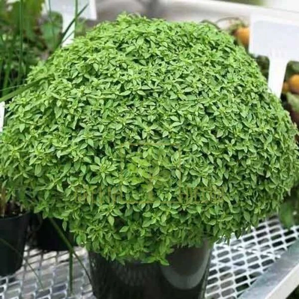 resized640_busuioc--mic--greco--a--palla--0--4--g--seminte--de--planta--aromatica--frunze--verzi--si--foarte--parfumate--agrosem--seq-3.webpBusuioc mic Greco a Palla (0,4 g), seminte de planta aromatica, frunze verzi si foarte parfumate, Agrosem