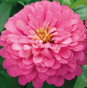 resized300_carciumareasa-zinnia-luminosa---90-seminte,-flori-mari,-roz-deschis-luminos,-seklos.webp Carciumareasa Zinnia Luminosa - 90 seminte, flori mari, roz deschis luminos, Seklos