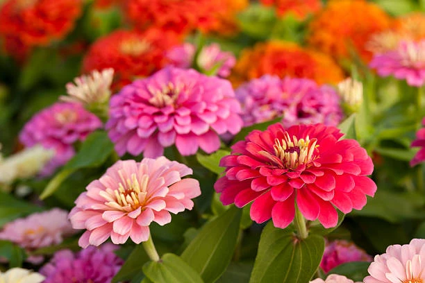 resized640_carciumareasa--zinnia--luminosa--90--seminte--flori--mari--roz--deschis--luminos--seklos--seq-3.webpCarciumareasa Zinnia Luminosa - 90 seminte, flori mari, roz deschis luminos, Seklos