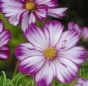 Cosmos Fizzy Rose Picotee – 190 seminte de flori deosebite violet-albe si inflorire abundenta, Seklos