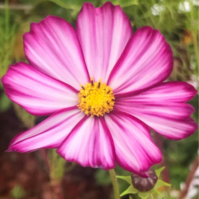 resized640_cosmos--fizzy--rose--picotee--190--seminte--de--flori--deosebite--violet--albe--si--inflorire--abundenta--seklos--seq-3.webpCosmos Fizzy Rose Picotee – 190 seminte de flori deosebite violet-albe si inflorire abundenta, Seklos