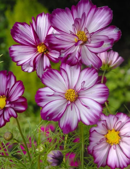 resized640_flori-cosmos-fizzy-rose-picotee.webpCosmos Fizzy Rose Picotee – 190 seminte de flori deosebite violet-albe si inflorire abundenta, Seklos