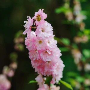 Nemtisor Rose Queen – 450 seminte, flori gigant de gradina, cu flori mari roz, Seklos