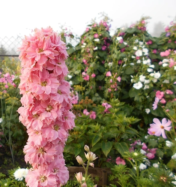 resized640_background--white--pink--flowers--delphinium--beautiful--luxurious--sunny--gentle--nature--plants--620291--333--jpg--seq-2.webpNemtisor Rose Queen – 450 seminte, flori gigant de gradina, cu flori mari roz, Seklos