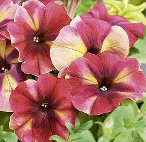 Petunia Hybrida Multiflora - 20 seminte, Shake Raspberry H cu flori bicolore roz-zmeura si galben-lamaie, Seklos