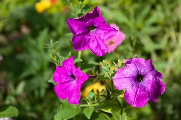 resized640_grandiflora--hedgiflora--multiflora--milliflora--seaside--petunia--wild--petunia--midget--petunia--1279065--268--jpg--seq-3.webpPetunia Hybrida Multiflora - 20 seminte, Shake Raspberry H cu flori bicolore roz-zmeura si galben-lamaie, Seklos
