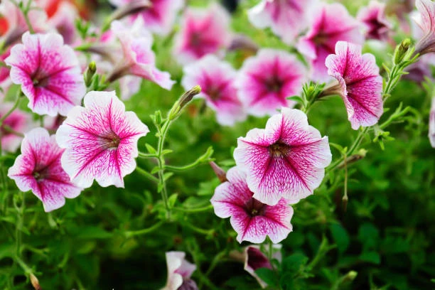 resized640_petunia--hybrida--multiflora--20--grame--de--seminte--shake--raspberry--h--cu--flori--bicolore--roz--zmeura--si--galben--lamaie--seklos--seq-2.webpPetunia Hybrida Multiflora - 20 seminte, Shake Raspberry H cu flori bicolore roz-zmeura si galben-lamaie, Seklos