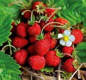 Fragute Rugen – 0.1 gr seminte, varietate unica de fragute mici foarte aromate, Seklos