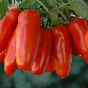 resized300_san-marzano---1500-seminte-de-tomate-rosii-alungite,-soi-semitimpuriu,-opal.webp San Marzano - 1500 seminte de tomate rosii alungite, soi semitimpuriu, Opal