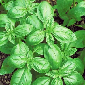 Busuioc verde - 650 seminte, planta aromatica versatila, Opal