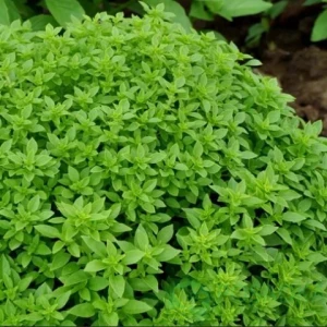Busuioc Mini - 650 seminte, plante medicinale aromatice, Opal