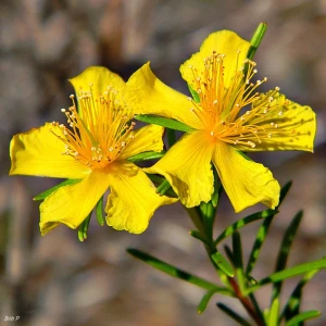 Sunatoare Medicinala - 4500 seminte, planta medicinala, Opal