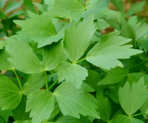 Leustean - 130 seminte, plante aromatice, Opal