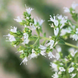 resized300_oregano-alb---1300-seminte,-planta-medicinala,-opal.webp Oregano alb - 1300 seminte, planta medicinala, Opal
