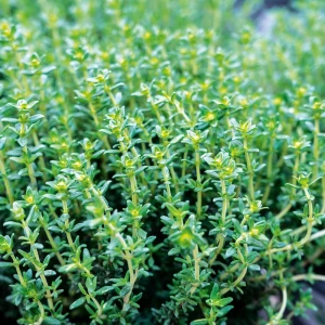 Cimbrisor - 2500 seminte, plante aromatice, Opal