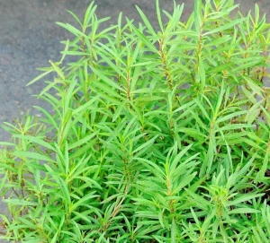 Tarhon - 1000 seminte, planta aromatica perena, Opal