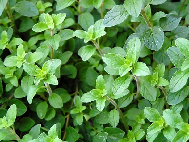 resized640_oregano--medicinal--sovarf--3000--seminte--planta--medicinala--opal--seq-2.webpOregano Medicinal (Sovarf) - 3000 seminte, planta medicinala, Opal
