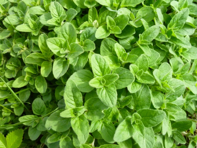 resized640_oregano--medicinal--sovarf--3000--seminte--planta--medicinala--opal--seq-3.webpOregano Medicinal (Sovarf) - 3000 seminte, planta medicinala, Opal