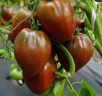 resized640_seminte--de--rosii--inima--ciocolatie--florian--50--seminte--soi--exotic--cu--gust--dulce--si--aroma--intensa--seq-3.webpSeminte de rosii Inima Ciocolatie (Florian, 50 seminte) – Soi exotic, cu gust dulce si aroma intensa