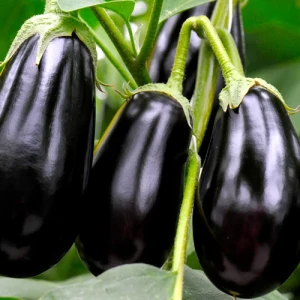Printul Negru F1 (200 seminte) – vinete hibrid foarte productive, cu gust excelent, Superior Seeds