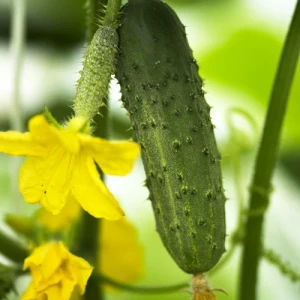 Real F1 (45 seminte) de castraveti cornison hibrid, foarte productivi si crocanti, Superior Seeds