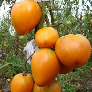 Inima de Aur (60 seminte) rosii portocalii cu aroma intensa, semitimpurii, nedeterminate, apreciate pentru gustul lor dulce‑fin, Opal
