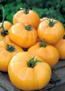 Jantar (60 seminte) - rosii galbene timpurii, nedeterminate, cu fructe mari (450–600 g), usor plate, carnoase, foarte gustoase si parfumate