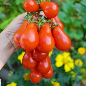 Radana Pearshaped - 60 seminte de rosii mici in forma de para, foarte productive, dulci si aromate, Seklos