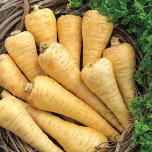 Seminte de Pastarnac Guernsey (70 g) soi semitardiv, radacini lungi, gust dulce, aroma placuta, Agrosem