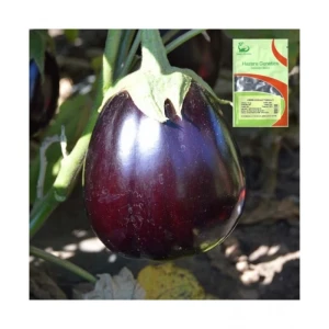 Tudela F1 (1000 seminte) vinete tip Black Beauty, cu legare excelenta chiar si la temperaturi joase, soi viguros si productiv, Hazera