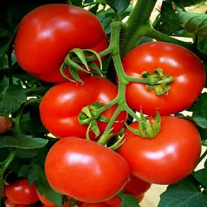 Primadona F1 (100 seminte) tomate nedeterminate, viguroase și productive, cu fructificare constanta și calitate excelenta, Hazera