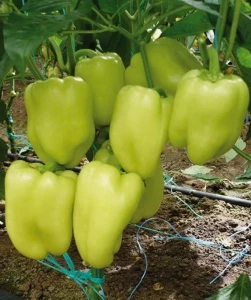Ardei gras Soroksari (150 seminte) ardei gras tip Dolma soi semitimpuriu, Opal