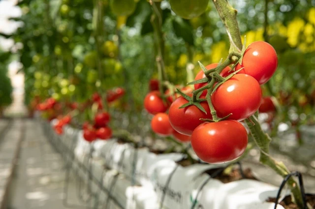 resized640_seminte--tomate--hibrid--nou--bulgaresc--gramada--nedeterminat--semitimpuriu--0--2--grame--opal--seq-2.webpSeminte Tomate Hibrid nou Bulgaresc Gramada - nedeterminat semitimpuriu, 0,2 grame, OPAL