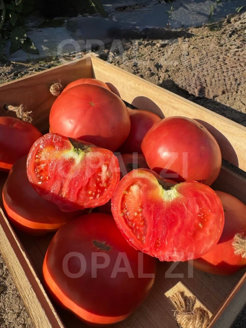 resized640_seminte--tomate--roze--magie--roz--tip--gigant--bulgaresc--1--gram--opal--seq-7.webpSeminte Tomate Roze - Magie Roz tip Gigant Bulgaresc, 1 gram, Opal