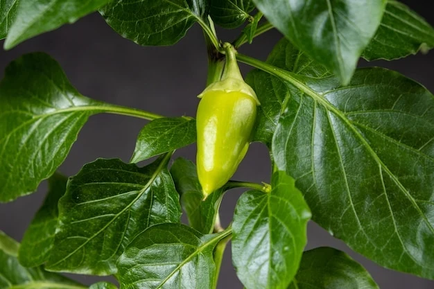 resized640_growing--peppers--from--seeds--small--green--pepper--branch--528985--3057--jpg--seq-3.webpArdei iute Maceasa Alba (Byala Shipka) - Seminte de Ardei iuti Soi nedeterminat semitimpuriu, 50 grame, Opal